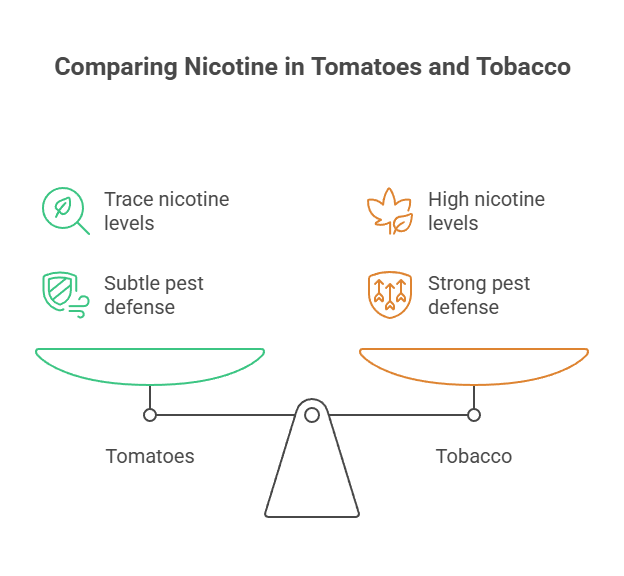 Is There Nicotine in Tomatoes? 2 Comparing Nicotine in Tomatoes and Tobacco