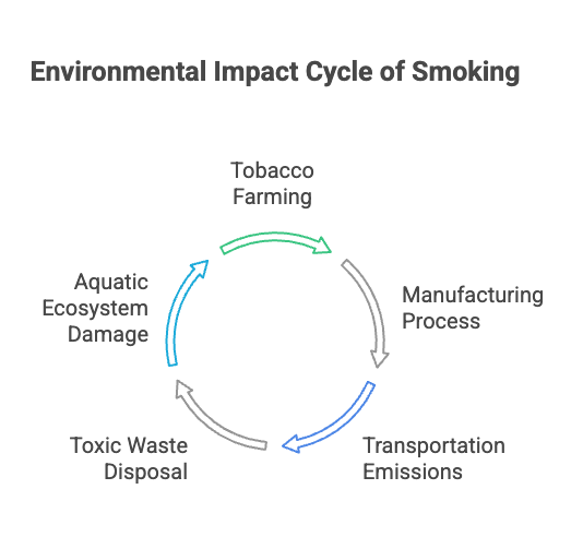 Are Cigarette Butts Biodegradable? 3 Environmental Impact Cycle of Smoking
