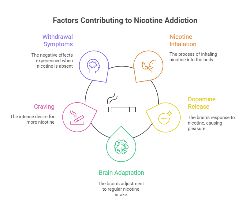 Why Are Cigarettes Addictive? 2 Factors Contributing to Nicotine Addiction