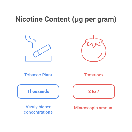 Is There Nicotine in Tomatoes? 3 Nicotine Content (µg per gram)