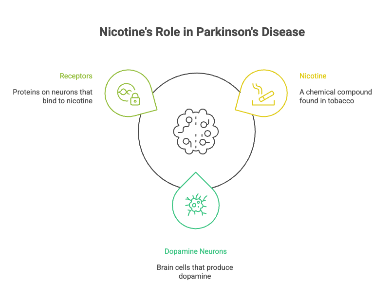 10 Health Benefits of Nicotine 4 Nicotine's Role in Parkinson's Disease