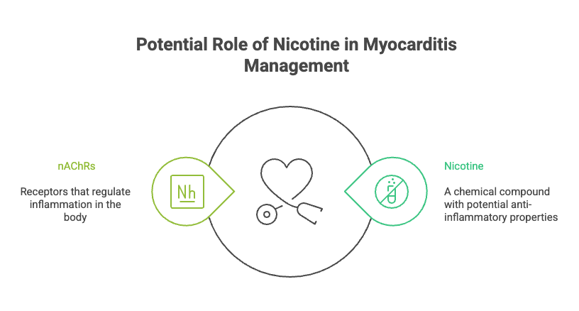 10 Health Benefits of Nicotine 2 Potential Role of Nicotine in Myocarditis Management