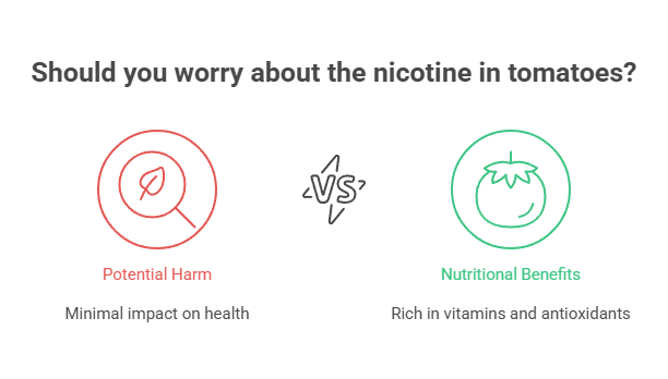Is There Nicotine in Tomatoes? 4 Should you worry about the nicotine in tomatoes
