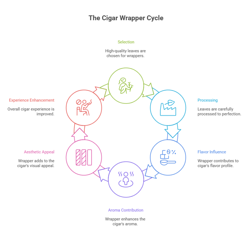 What Are Cigars Made Of? 4 The Cigar Wrapper Cycle